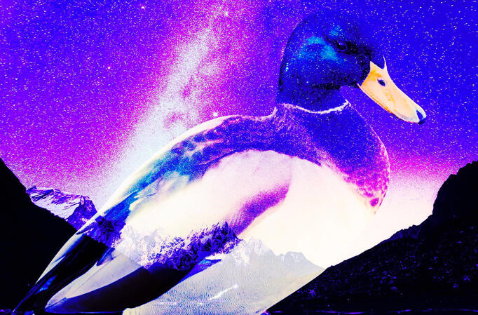 COSMIC DUCK
